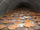 Ganoderma Extract