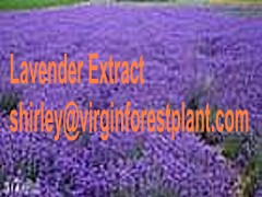 Lavender Extract