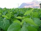 Mulberry Leaf Extract