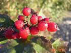 Rose Hip Powder