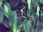 Black Pappermint