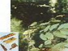 Lignum Dalbergiae Odoriferae Oil