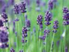 Lavender Oil