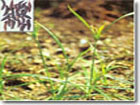 Cyperus rotundus Linn Oil