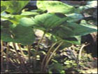 Herba Asari Oil