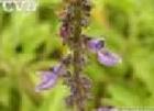 Coleus forskohlii extract10% 20% 40%