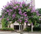 Banaba leaf extract