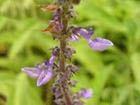 Coleus forskohlii (Willd. ) Briq extract