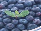 Blueberry Anthocyanin