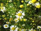 Chamomile Extract