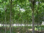 Chinese Soapberry Seed