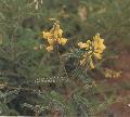 Astragalus P.E.
