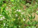 Thymus vulgaris L. Extract