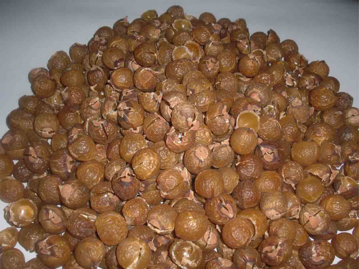 "Soapnuts grown on trees"