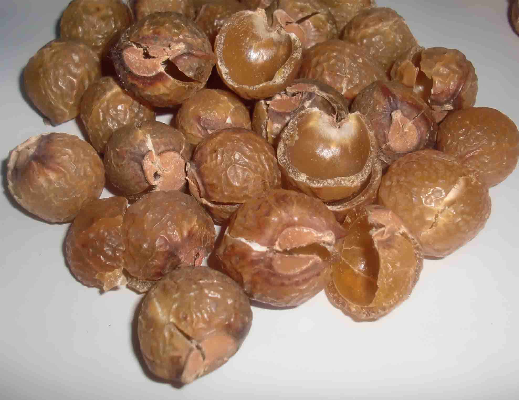 Himalayan Waschnusse
