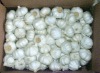 normal white garlic garlic