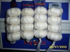 China garlic