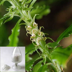 Huperzia Serrate extract(Huperzine A )