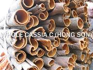 cassia