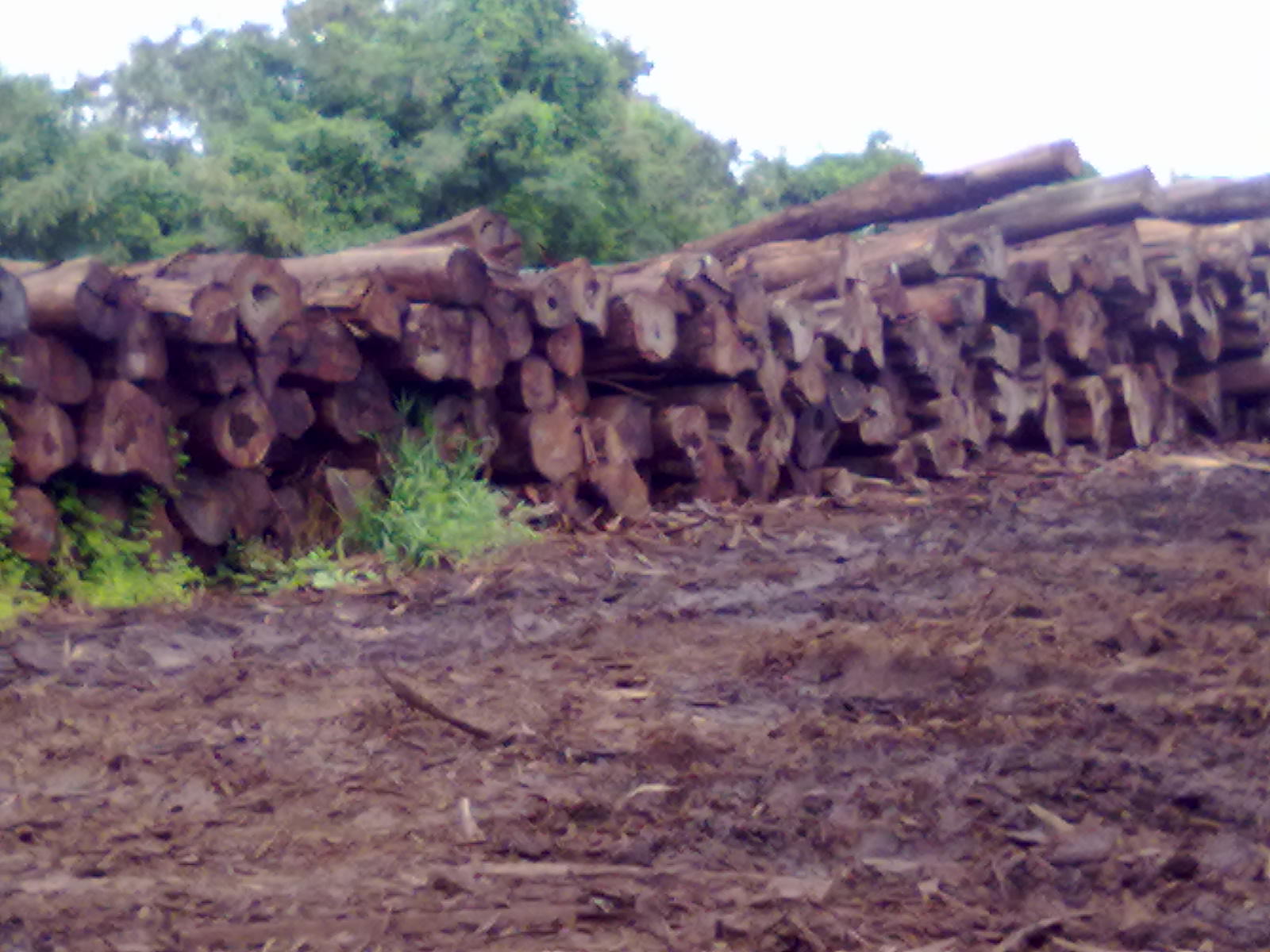 Dipterocarpus sp