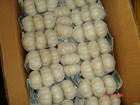 Shandong garlic