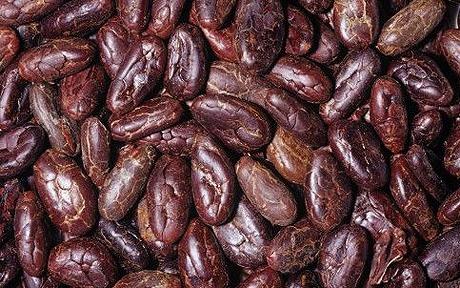 COCOA BEANS SEED