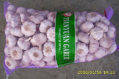 normal white garlic