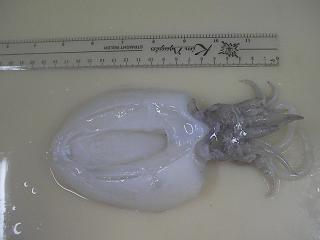 cuttlefish
