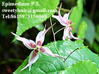 Epimedium Extract sweetyhuir(at)hotmail(dot)com