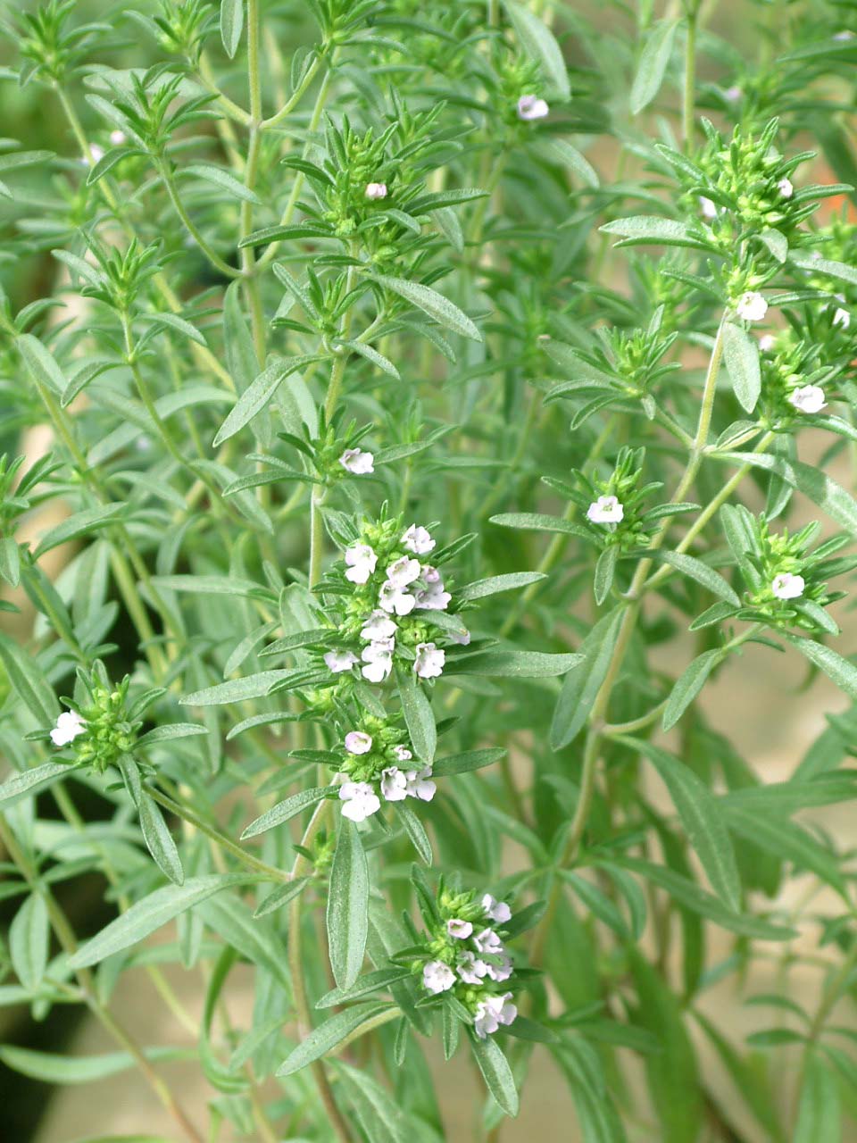 Thyme Extract sweetyhuir(at)hotmail(dot)com