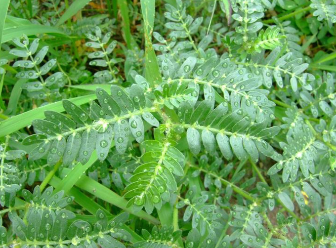 Tribulus Terrestris P.E