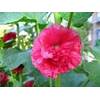 Althaea rosea extract
