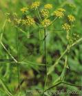 Bupleurum Extract
