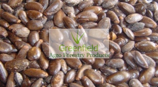 sitaphal seeds (Annona reticulata)