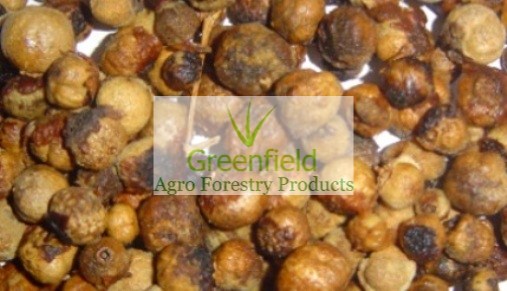 Teak seeds (Tectona grandis)