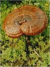 Ganoderma lucidum