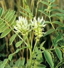licorice extract