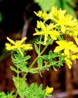 St.Johns Wort Extract