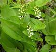 mayflower extract