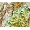 parmotrema lichen extract