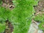 philonotis moss extract