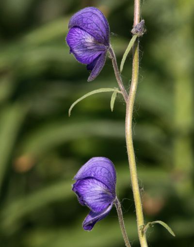 Kusnezoff Monkshood Root