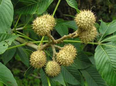 buckeye extract