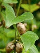 Wild Yam Extract