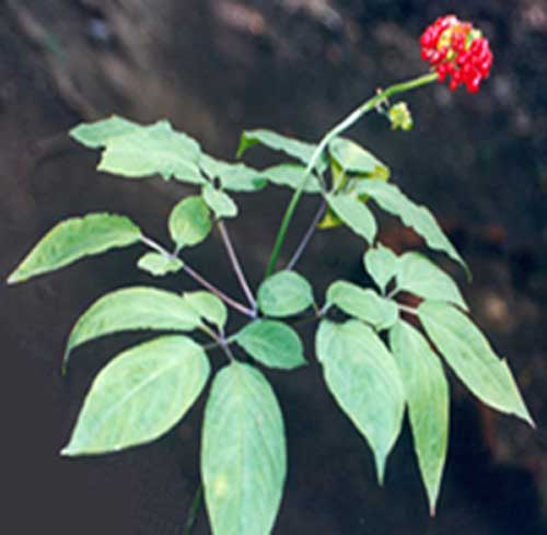 Ginseng (Panax ) Extract
