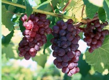 Grape Seed Extract