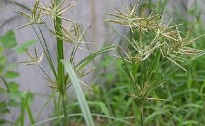 Nutgrass Extract