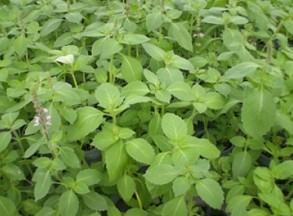 Ocimum sanctum Extract