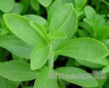 Oolong Tea Extract