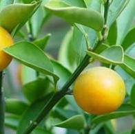 bitter orange extract